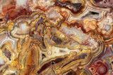 Polished Crazy Lace Agate Section - Mexico #326134-1